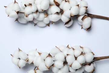 Branches with cotton flowers on white background, top view
