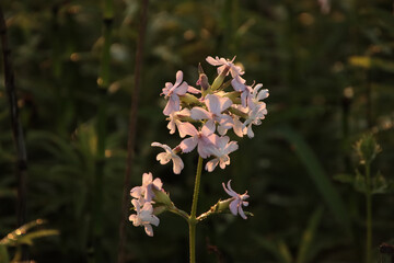Fototapeta premium Backlit Flowers at Sunrise
