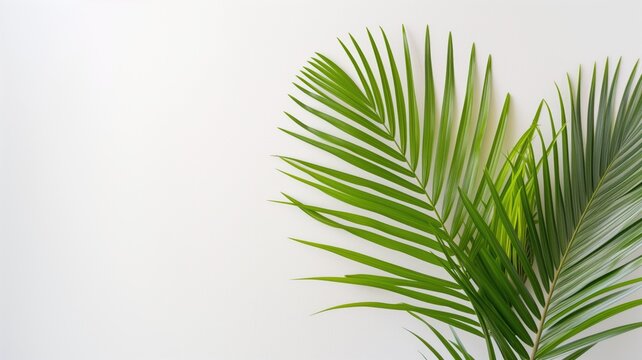 Green Palm Fronds On A Clean White Background