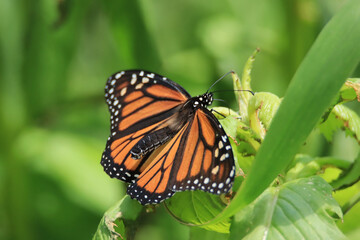 Monarch Butterfly with Wings Spread