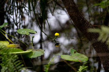 Lily Pad