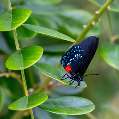 butterfly on flower