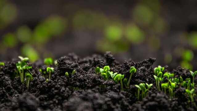 Young Sprouts Sprout From The Soil In Accelerated Time. Spring Scene. Growing Vegetables and Fruits. Natural Farming in the Greenhouse.