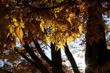 秋の林の中でケヤキの葉に陽光が射す