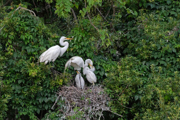 A pair of Great Egrets at their nest feeding their young.