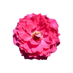 Pink rose flower blossom, Beautiful flower