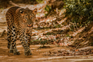 Ceylon wild Leopard 