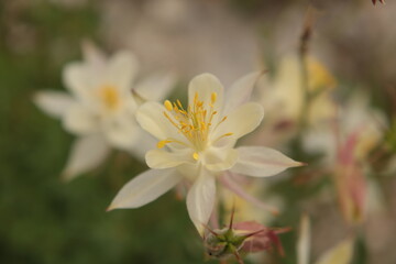 Fototapeta na wymiar Flower in Field