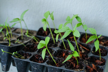 Green Beginnings: Planting Seeds in the Planter