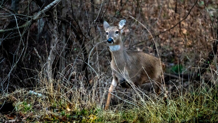 deer in the forest