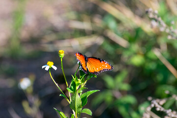 butterfly on flower