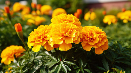 Naklejka na ściany i meble オレンジ色のマリーゴールドの花、自然の風景
