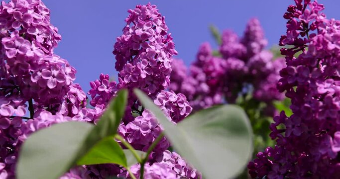 beautiful blooming lilac in spring, lilac flowers in sunny spring weather
