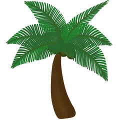 coconut tree