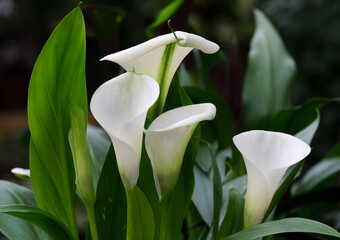 Obraz premium Beautiful flowers of white zantedeschia