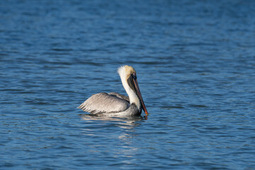 Side View of Brown Pelican Swimming in Open Water