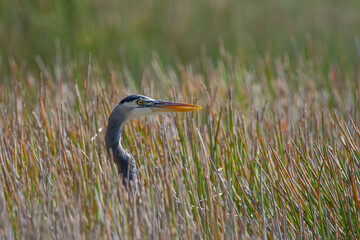Great Blue Heron in the Marsh with Head Above the Grasses