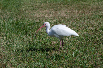 Side View of White Ibis Standing on Grass