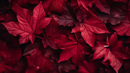 dark red autumn leaves background top view. fall color