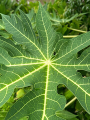 close up of the leaf of a papaya plant