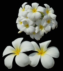 white frangipani flower isolated on black