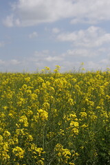 A vibrant yellow flower field blooms under a partly cloudy sky. Dense blossoms create a sea of yellow, dominating the view beneath the pale blue dotted with white clouds, hinting at a lovely day.
