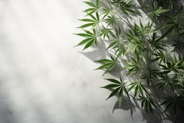 Hemp leaves cast shadows on a sunny day amidst a gray backdrop Legalization of Healthcare