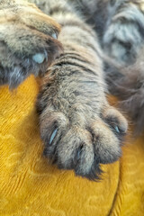 A fluffy paw with the claws of a gray cat lying on a yellow chair with its limbs outstretched. Concept about relaxation