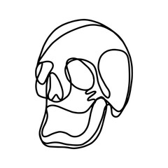 illustration of a skull