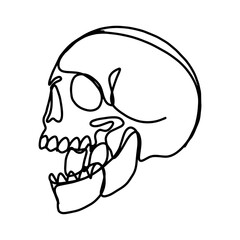 human skull illustration