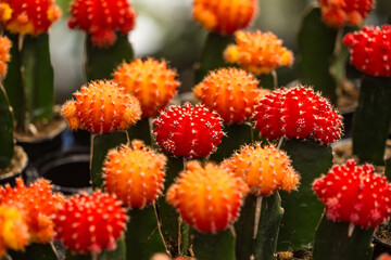 Red and yellow small cactus in the pot.
