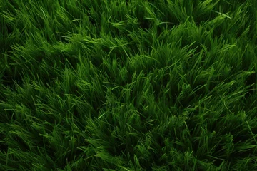 Küchenrückwand glas motiv Gras Texture of green grass