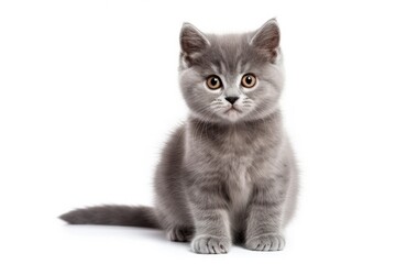Obraz premium Lonely gray kitten on white background