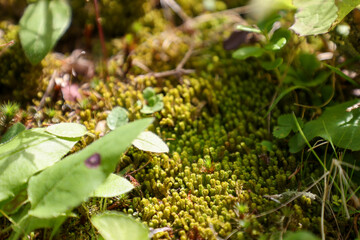  mosses and peat mosses in wilde and on the rock