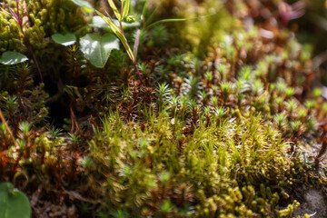  mosses and peat mosses in wilde and on the rock