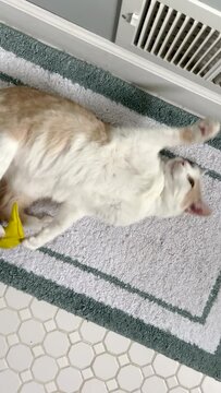 Frisky Kitty Cat Plays With Catnip Toy. A cute buff and white kitty cat is feeling frisky and playful as he bats around his catnip toy. He rolls back and forth on the rug. Indoor residential setting