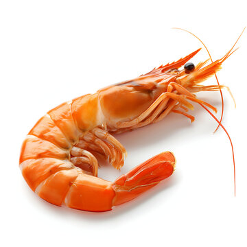 shrimps on a white background