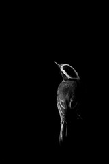 Fine art black and white great kiskadee bird black background and low key light