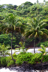 Big Island Hawaii Beach With Lush Tropical Vegetation