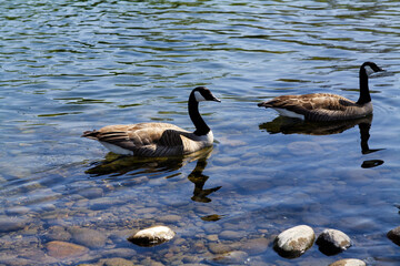 Two Canada Geese Swimming In Shallow Water Of River