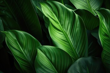 Close up of green tropical plant leaves with abstract natural floral background
