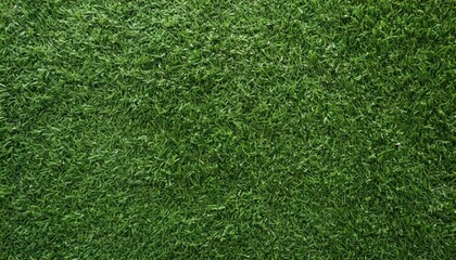 Obraz premium Green grass texture wallpaper.