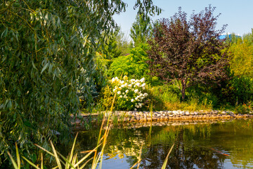 A beautiful pond in the summer garden	