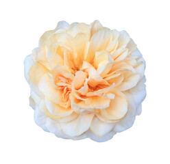 Close up yellow-white rose head flower isolated on transparent background.