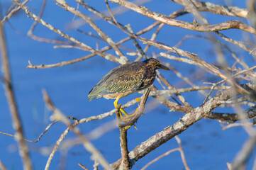 A Green Heron Perched in Tree at Arcadia Marsh, in Arcadia, Michigan.