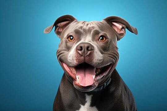 American bully dog with a joyful expression isolated on blue