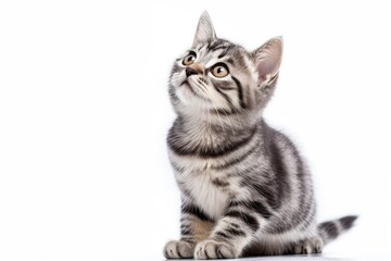 Grey striped kitten posing in studio looking up and licking its lips waiting for deliciousness on white background
