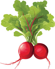 radish vector illustration