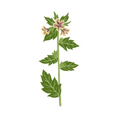 black henbane,poisonous herb, Hyoscyamus niger, field flower, vector drawing wild plant at white background, floral element, hand drawn botanical illustration