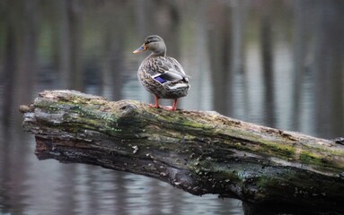 Female Mallard Duck © Audra